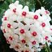 Anna Hyrlik - Facebook