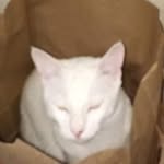 Anna Hormigos - @mamadog34 - Instagram