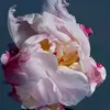Аnna - @anna.hornik - TikTok