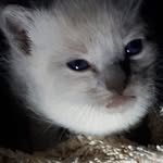 Anna Hoxha - @anna.hoxha.7771 - Instagram