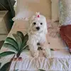 anna hoxha - @anna.hoxha8 - TikTok
