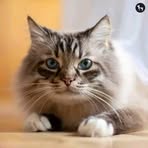 Anna Huber - Facebook