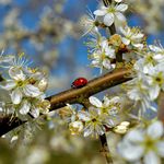 Anna Hulme & Lewis Smith - @garden_forage_nature - Instagram