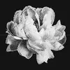 Anna Hussey - @theannahussey - TikTok