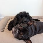 Anna Hwang - @petmepetmepetme - Instagram