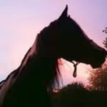 Anna Keil - @genuine.pridebuddies - Instagram