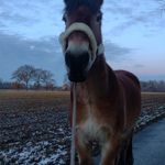 Anna Kemper - @_equestrian_pony_ - Instagram