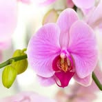 Anna Kis - Facebook