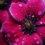 Anna Kobus - Facebook
