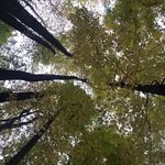 Anna Kostka - @earththerapyservices - Instagram