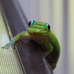 Anna Kovach - @annas_natureandwildlife - Instagram