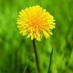 Anna Kranz - @sommerblume13 - Instagram
