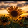 Joy-anna Kuhnert - @joyanna_2468 - TikTok