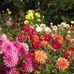 Anna Sue LaFollette - Facebook