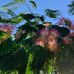Anna Lahr - Facebook