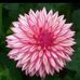 Annalakshmi Annalakshmi - Facebook