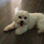 Anna Di Lallo - @lalloannadi - Instagram