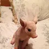 Anna Lally - @passionforpigs - TikTok