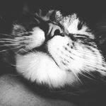 anna lamp - @stray75_ - Instagram