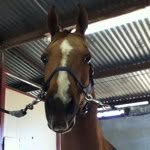 Anna Landsman - @sirlancelot16 - Instagram