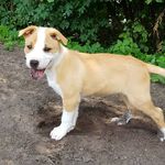 anna langer - @cataleya_muemmi_akitainu_boxer - Instagram