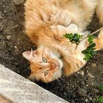 Anna Lanzone - @annalanzone75 - Instagram