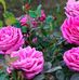 Anna La Rose - Facebook