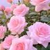 Anna Larue - Facebook