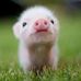 Anna Lehr - Facebook
