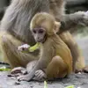 Anna LI - @monkeyspi - TikTok