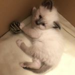 Anna-Karin Lindqvist - @se_kimchis_birma - Instagram