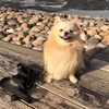 Anna & Ludwig - @ludwigdog - TikTok