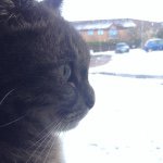 Anna Mackie - @crazy_cat_100 - Instagram