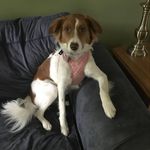Anna MacLennan - @annathe_dog123 - Instagram
