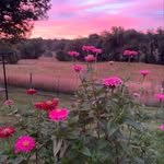 Anna Masters - @bloom.buggy - Instagram