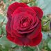 Anna Maxey - Facebook