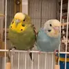 Anna McClung - @anna_penguin47 - TikTok