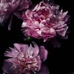 Anna McGowan - @mcgowaaedesign - Instagram