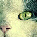 Anna Melnychuk - @azazel_dante - Instagram