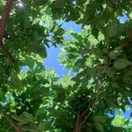 Anna Mercier - @inmygarden.n - Instagram