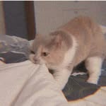 petcuanabell - @anna_miniony - Instagram