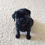 Anna Minter - @dieannaimminiformat - Instagram