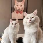 Milo & Mila, Turkish Van Cats🐱 - @annamissan - Instagram