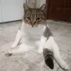 joannamisiewicz13 - @joannamisiewicz13 - TikTok