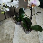 Anna Mita - Facebook