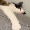 anna moen - @sorrysnake - TikTok