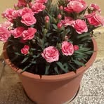 Anna Molfese - Facebook