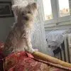 Anna Molfese - @anna.molfese6 - TikTok
