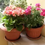 Molfese Anna - Facebook