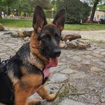Anna Molly - @annamolly_gsd - Instagram